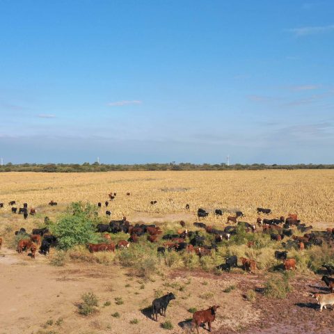 imagen del campo