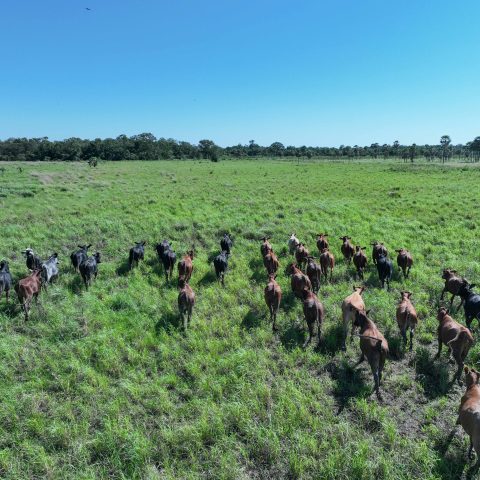 imagen del campo