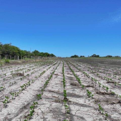 imagen del campo